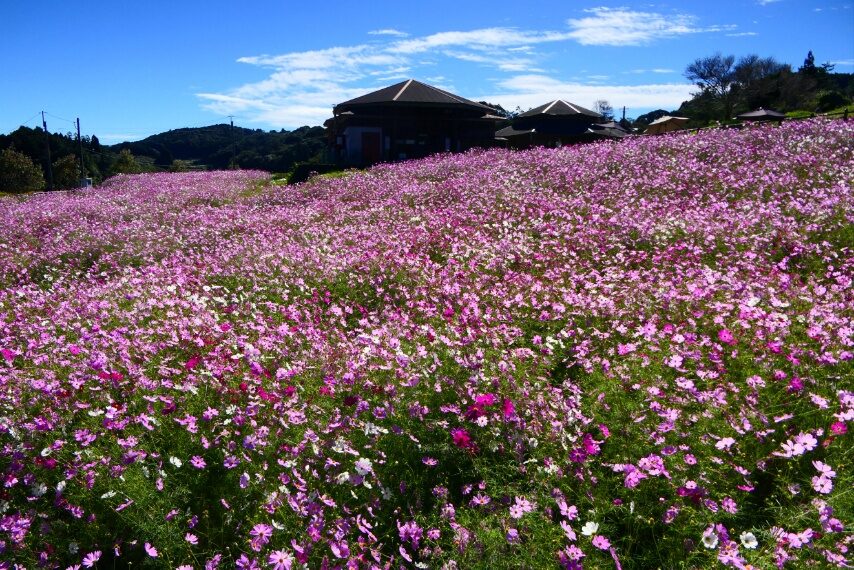 上場高原のコスモス