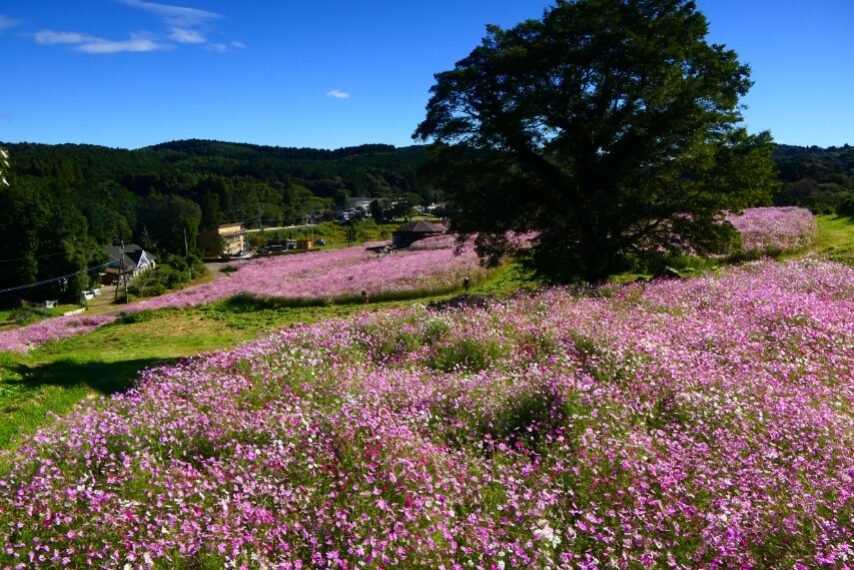 上場高原のコスモス
