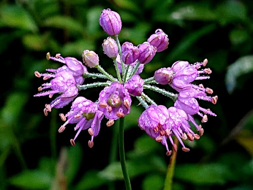 ヤマラッキョウ