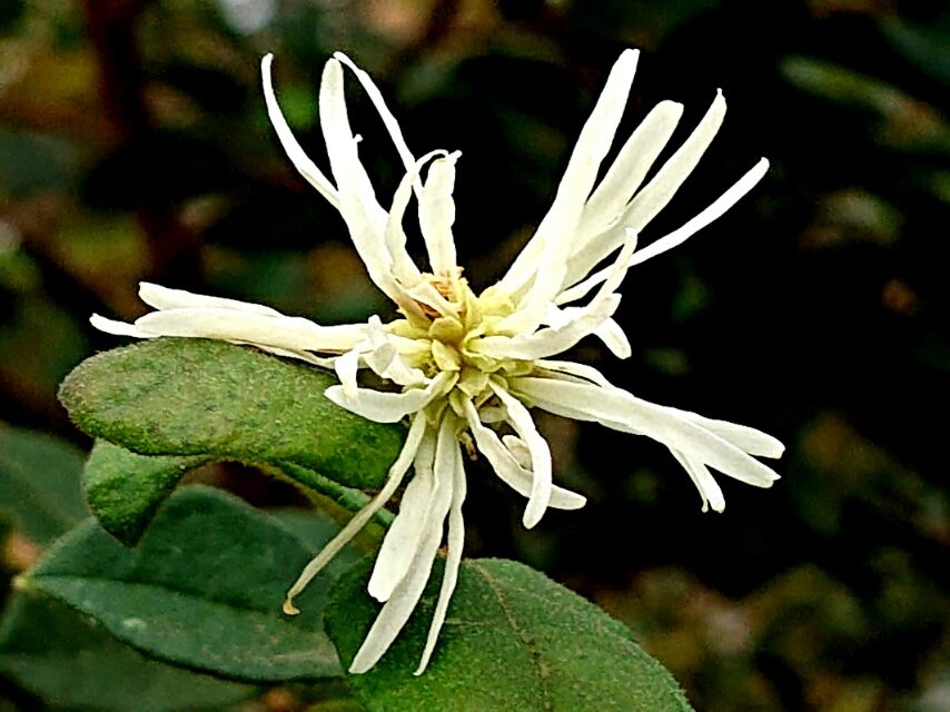 トキワマンサク(白)