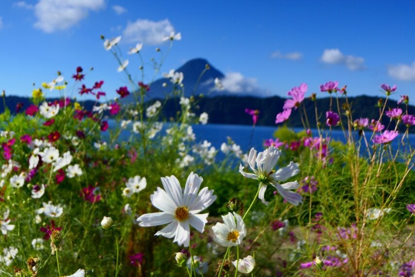 コスモスと薩摩富士