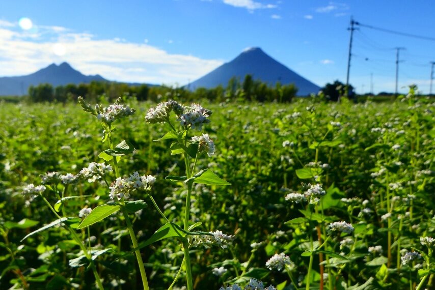 ソバ畑と薩摩富士