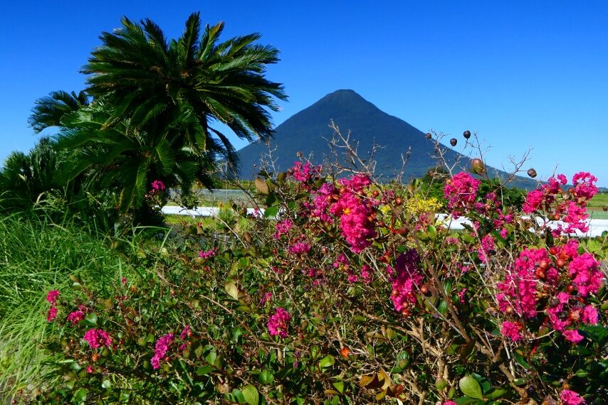 サルスベリと薩摩富士