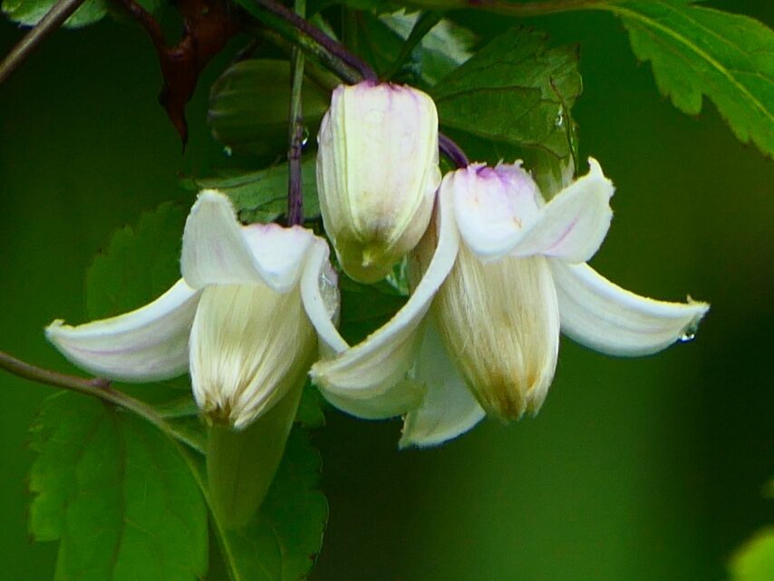 タカネハンショウヅル(シロバナ)