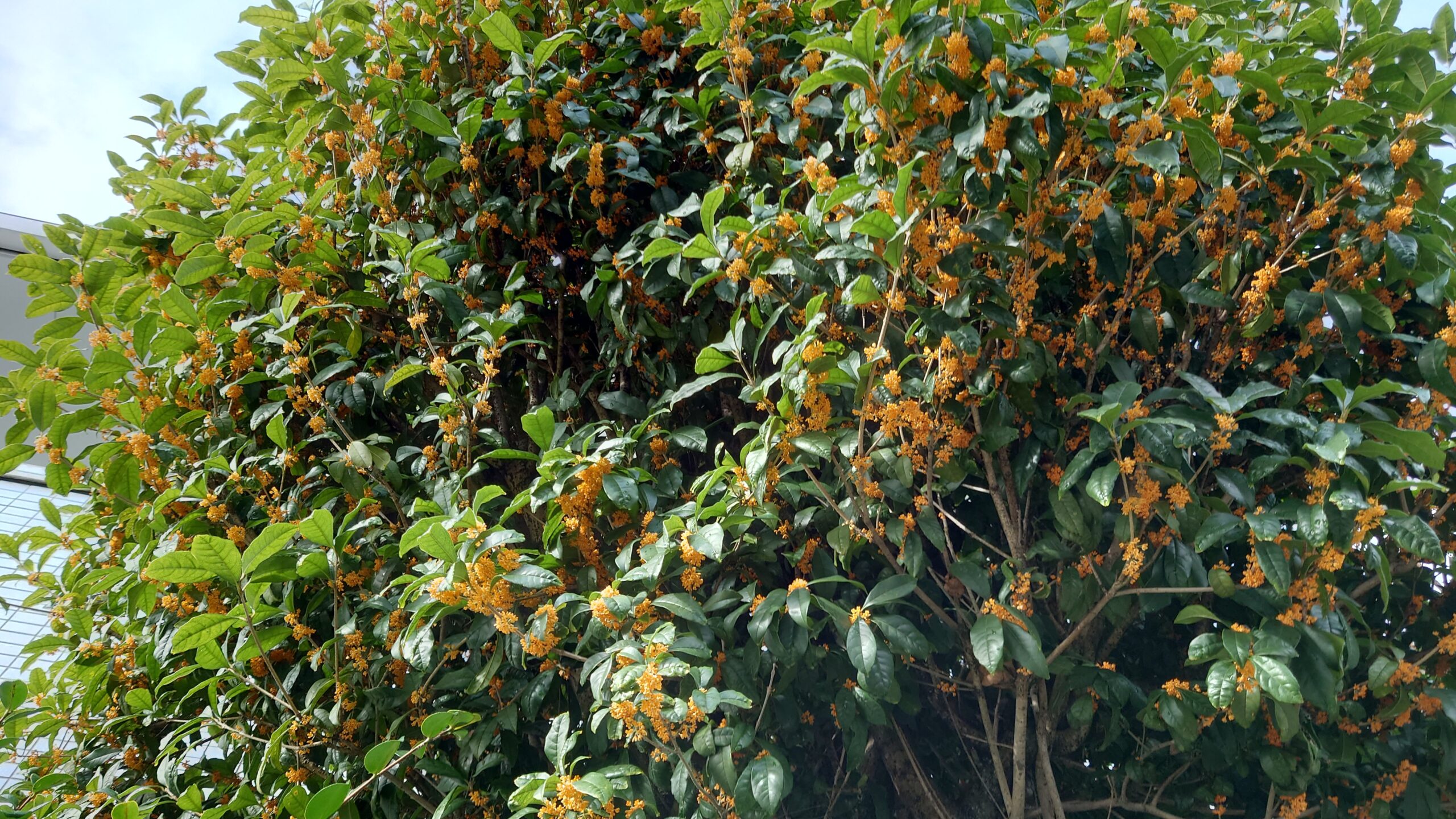 キンモクセイ咲きました-5