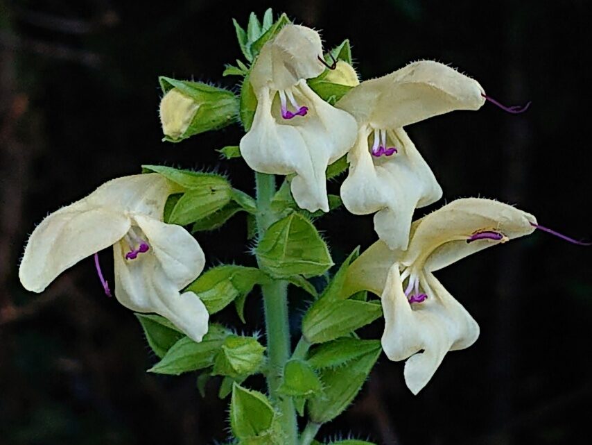 キバナアキギリ