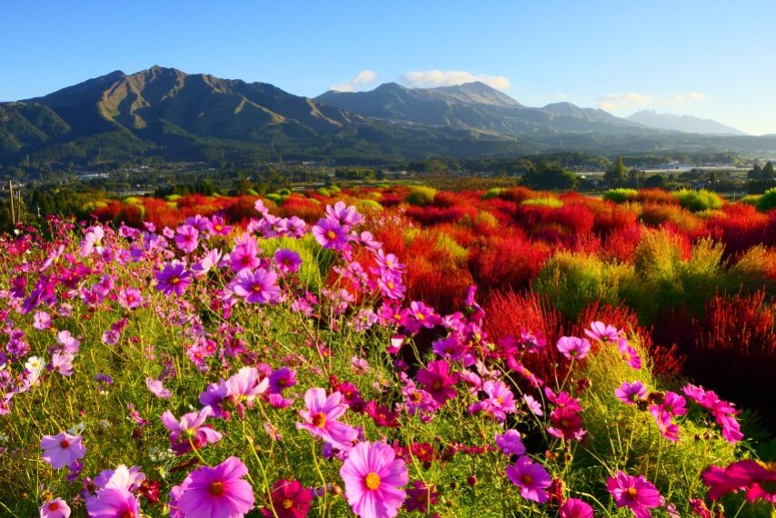 「道の駅あそ望の郷くぎの」のコキア-5