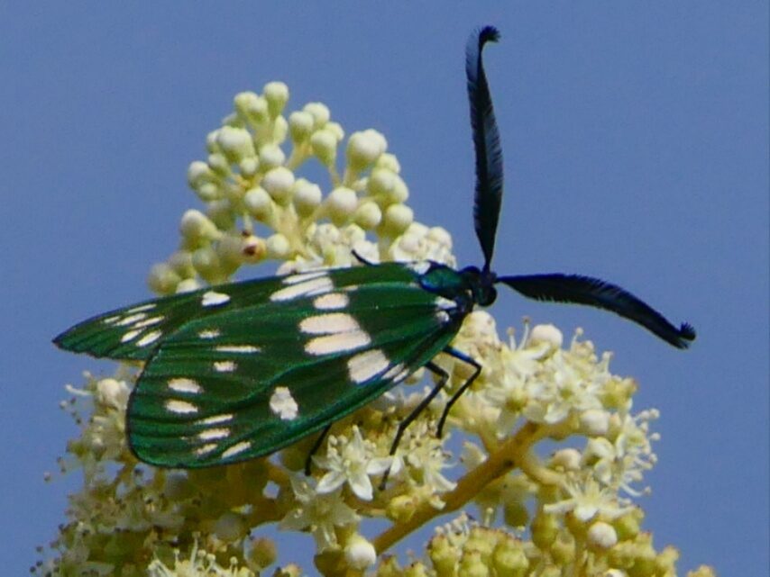 オキナワルリチラシ