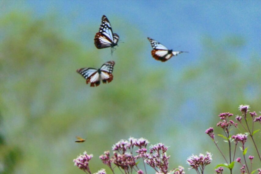 渡り蝶アサギマダラが乱舞-2