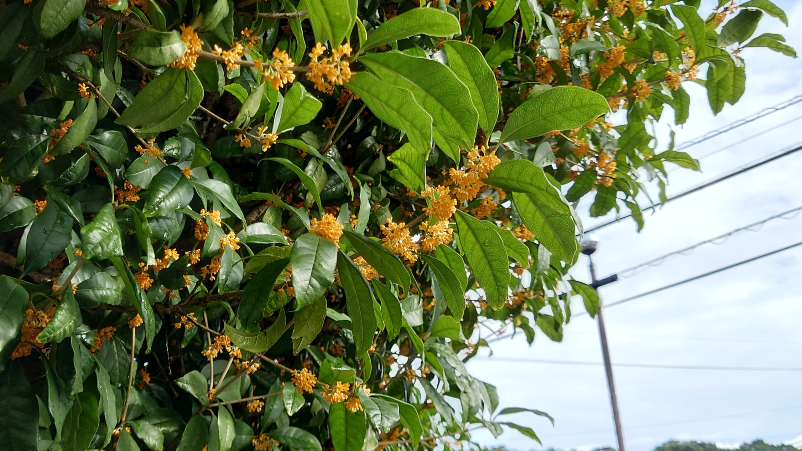 キンモクセイ咲きました-4