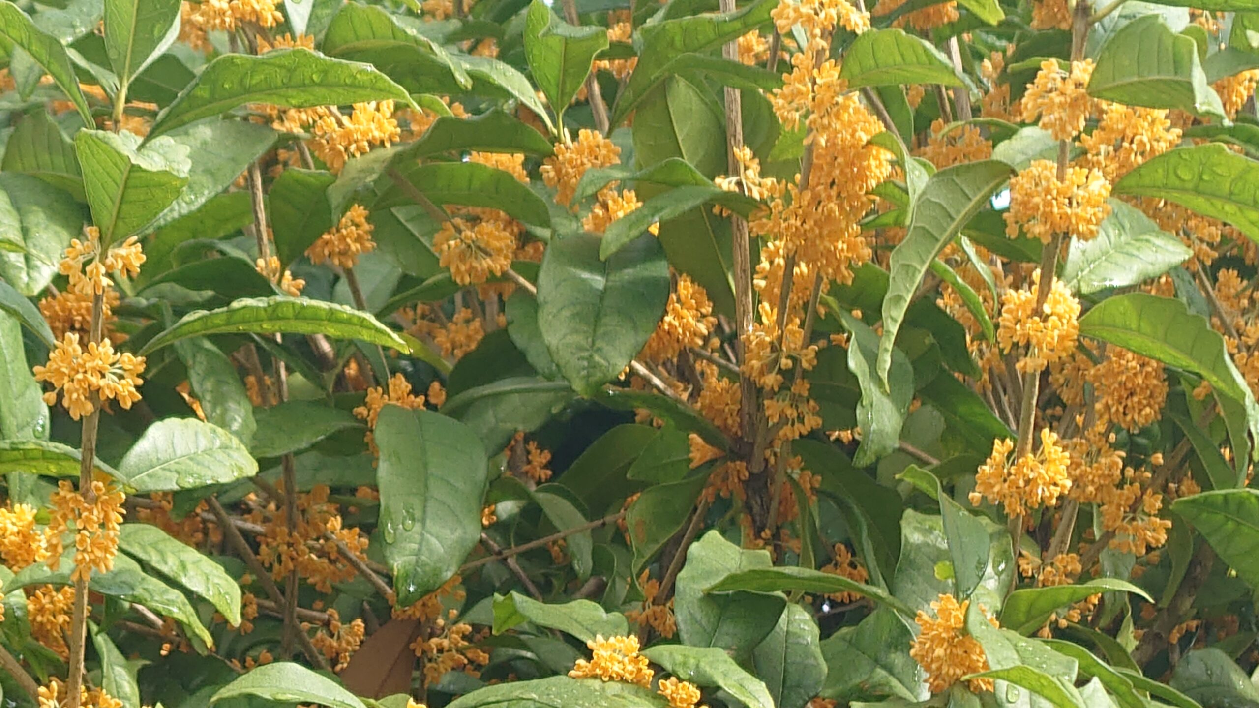 キンモクセイ咲きました-3