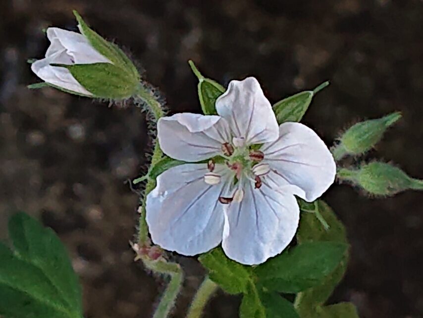 シロバナゲンノショウコ