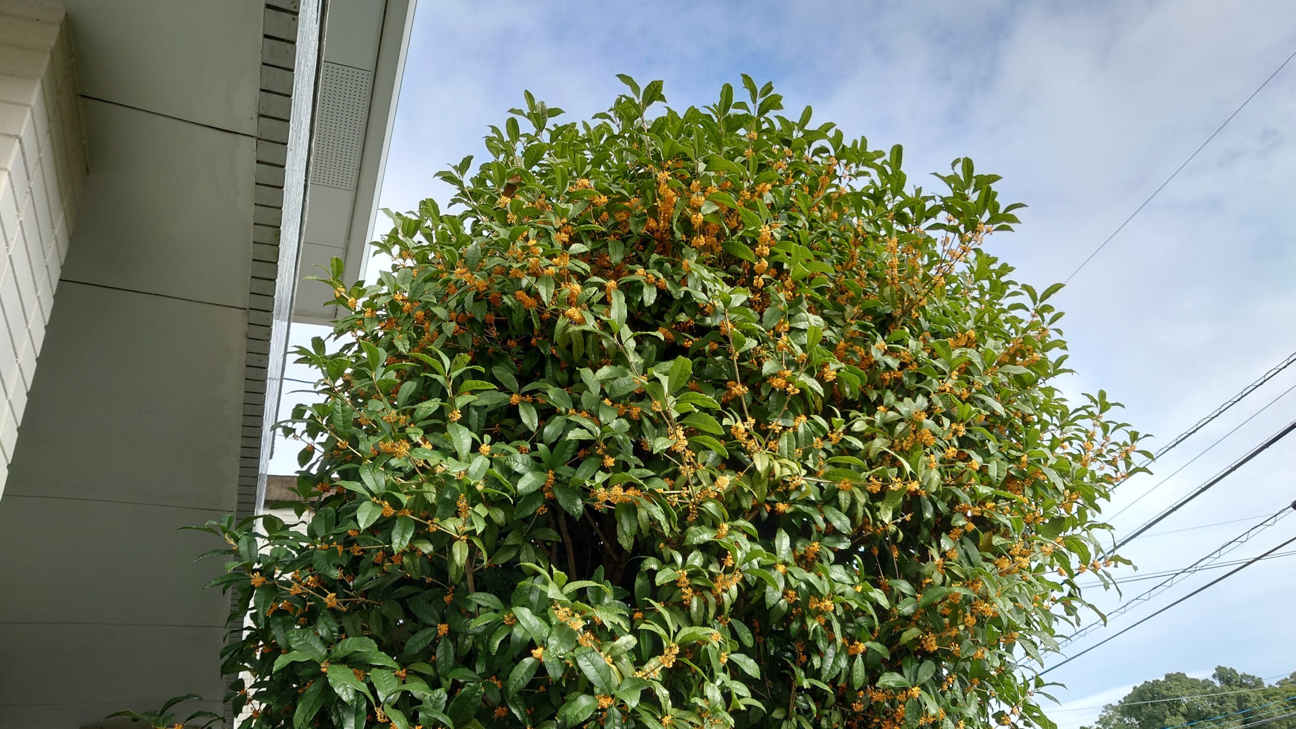 キンモクセイ咲きました-1