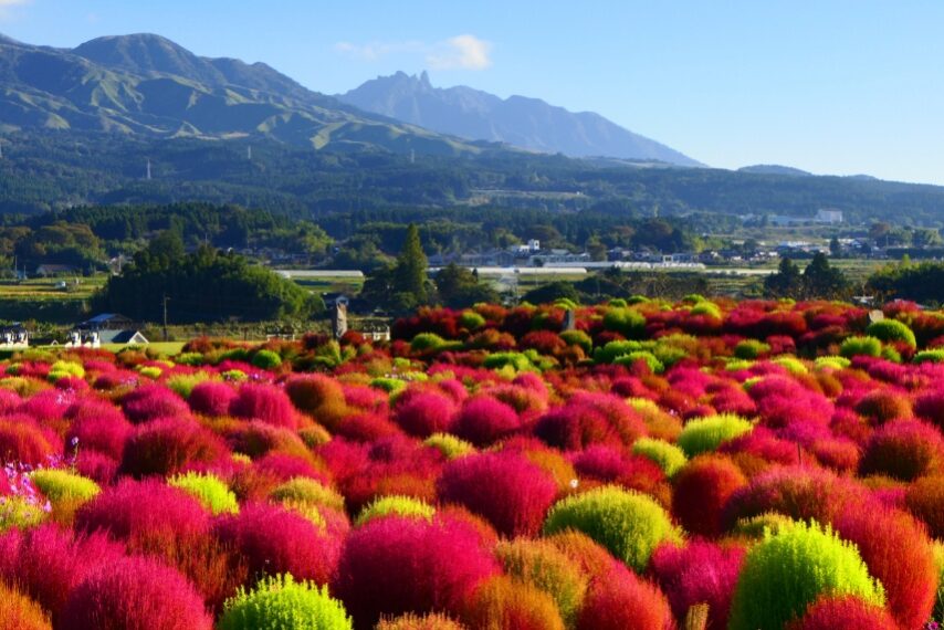 「道の駅あそ望の郷くぎの」のコキア-3