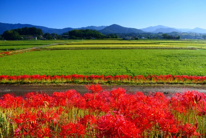 大口太田のヒガンバナ④