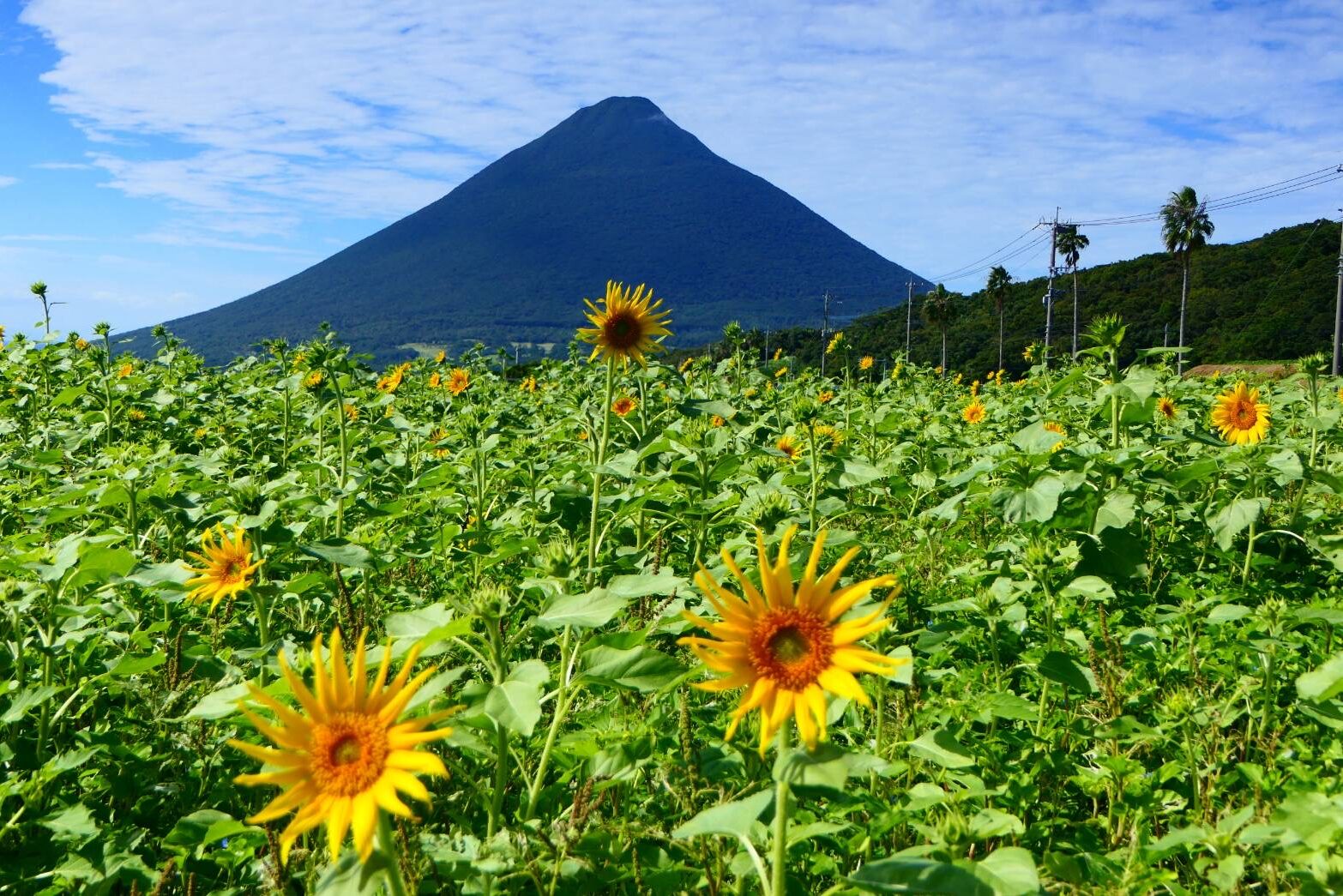 ヒマワリと薩摩富士開聞岳