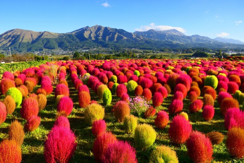 「道の駅あそ望の郷くぎの」のコキア-1