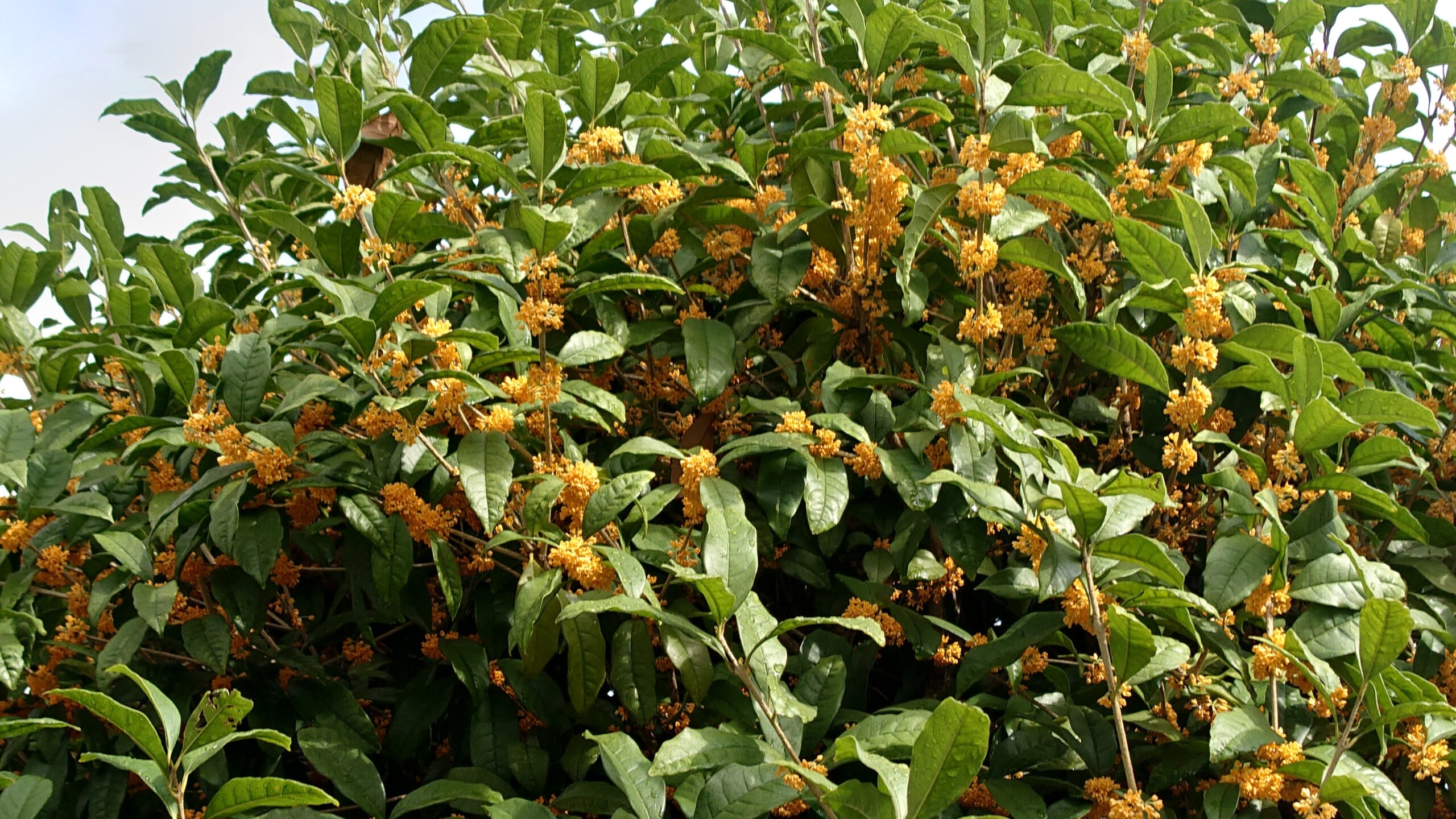 キンモクセイ咲きました-2