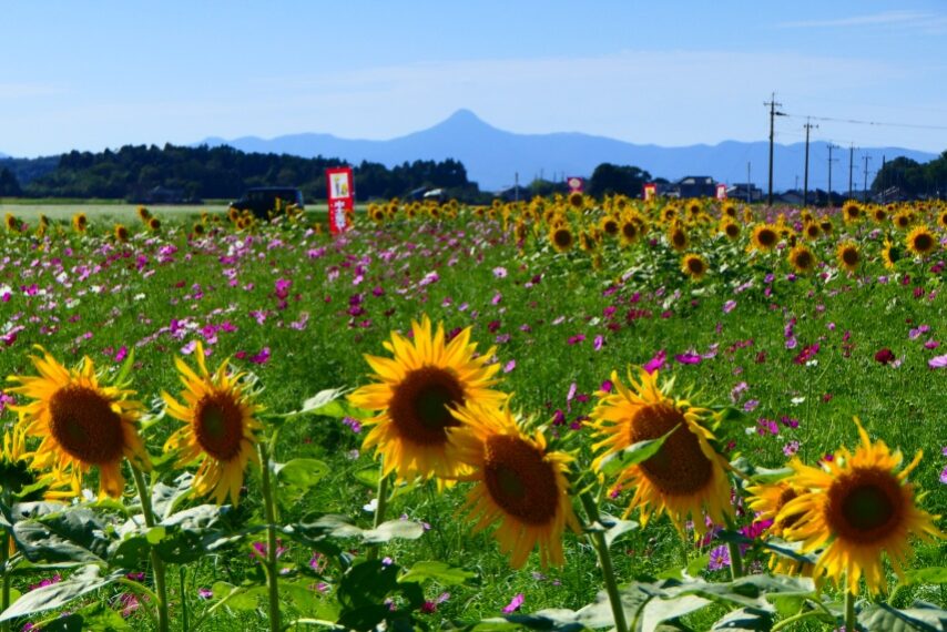 南さつま市金峰町のヒマワリ