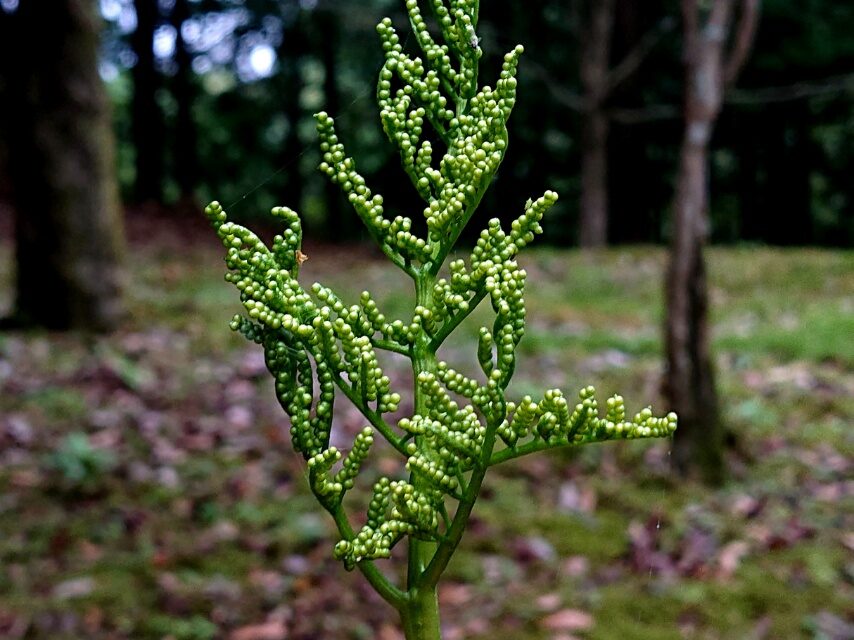 フユノハナワラビ