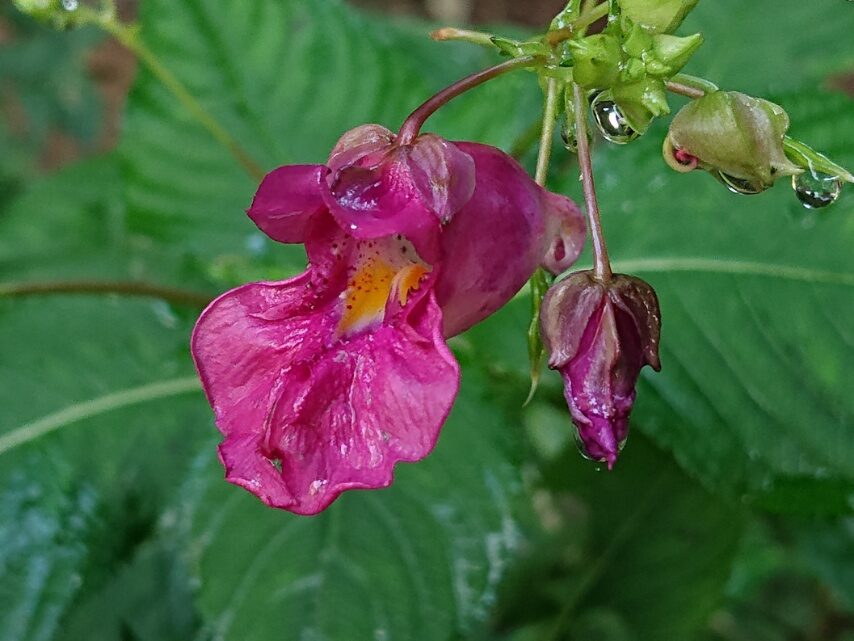 色とりどりのツリフネソウ①