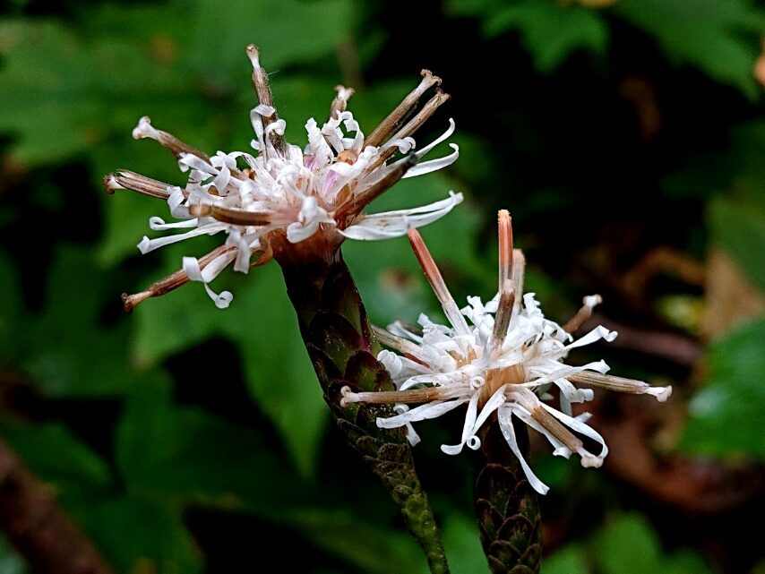 ツクシカシワバハグマ