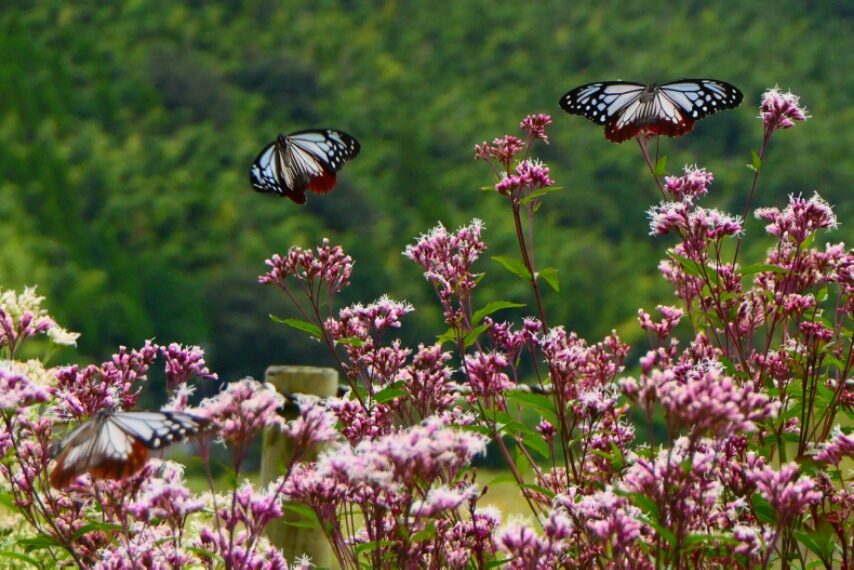 渡り蝶アサギマダラが乱舞-1