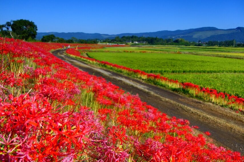 大口太田のヒガンバナ②