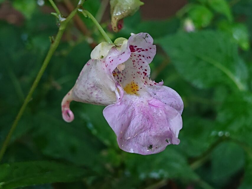 色とりどりのツリフネソウ②