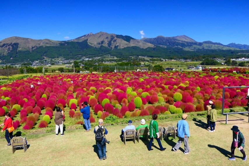「道の駅あそ望の郷くぎの」のコキア-2