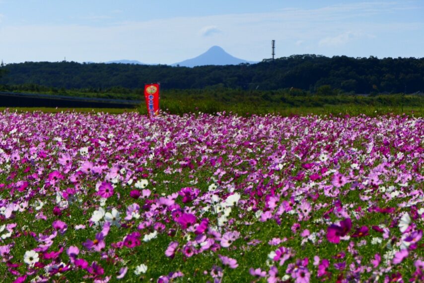 南さつま市金峰町のコスモス-1