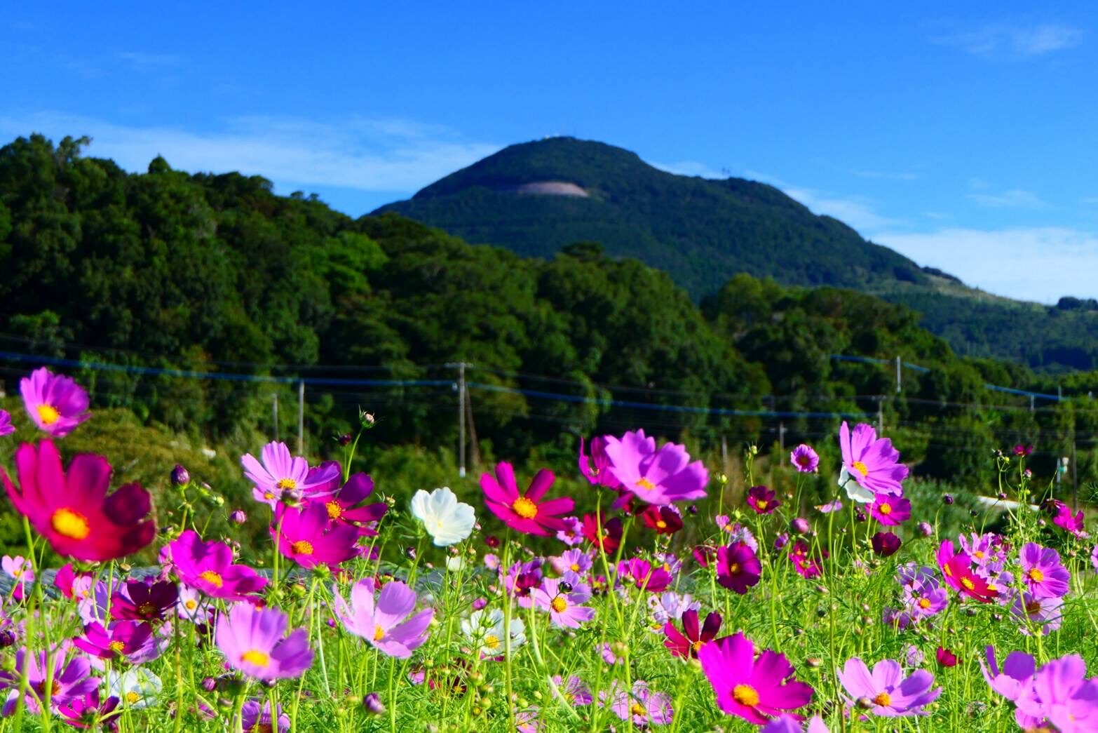 コスモスと大野岳
