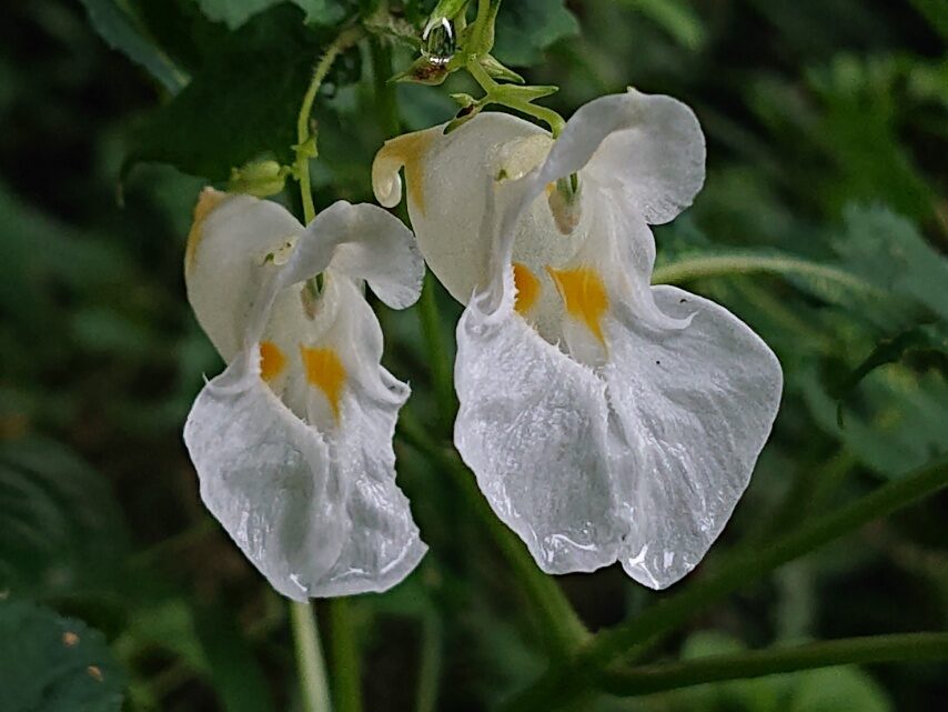 色とりどりのツリフネソウ③