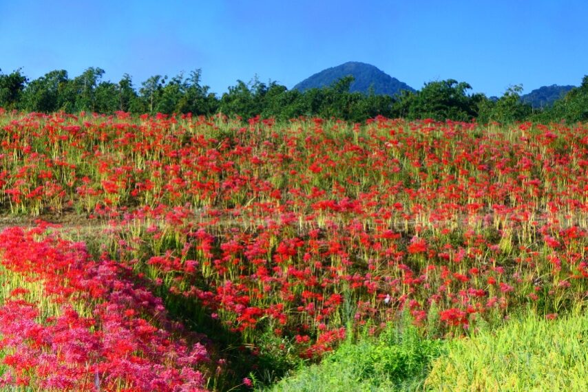 大口太田のヒガンバナ③