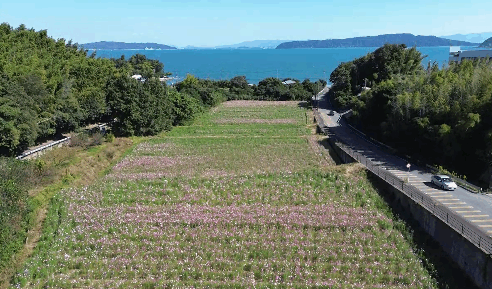 博多湾とコスモス1