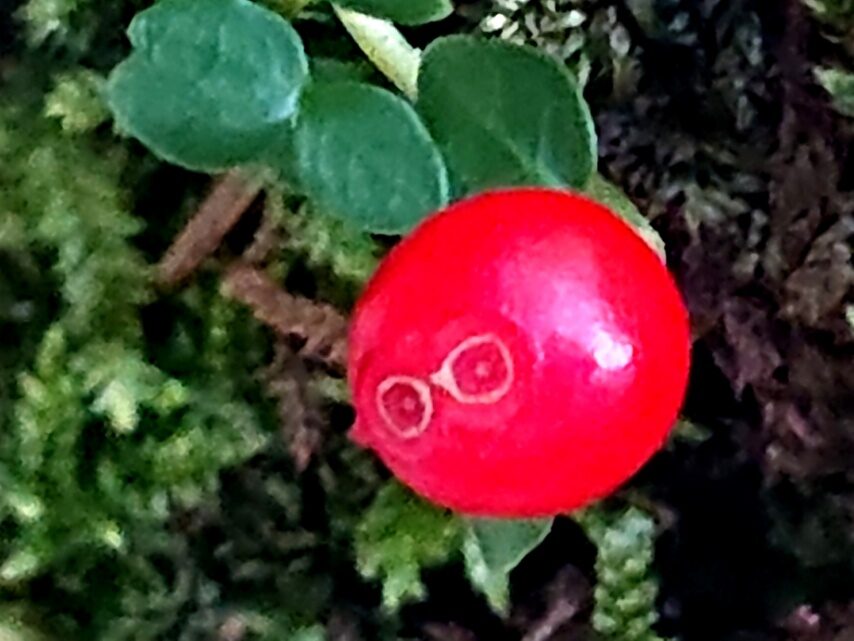 ツルアリドオシの実