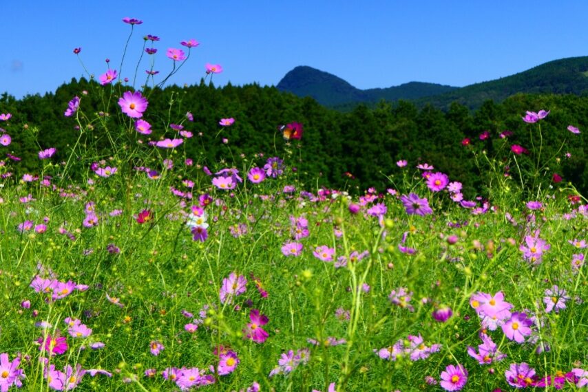 上場高原のコスモス①