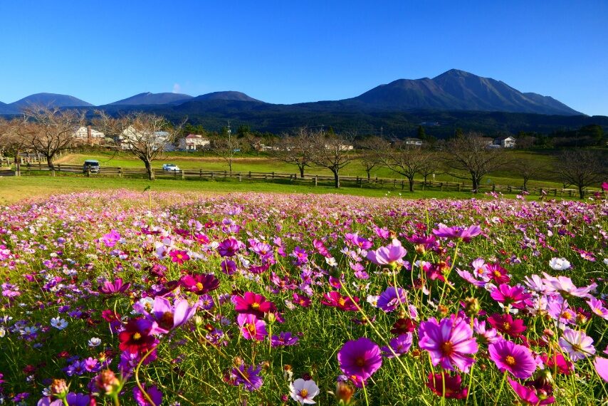 背景は、霧島連山(左から、韓国岳～新燃岳～中岳～高千穂峰)