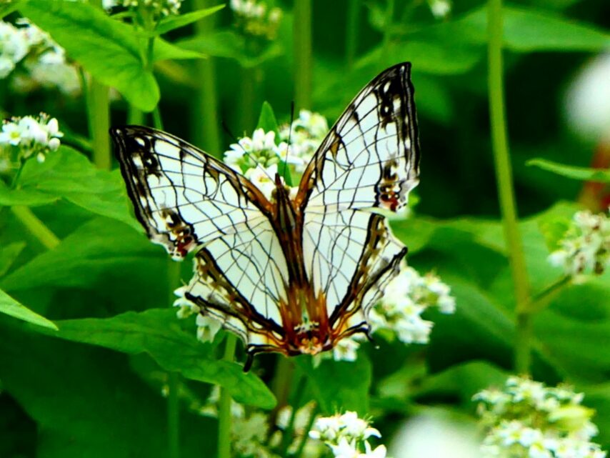 イシガケチョウ