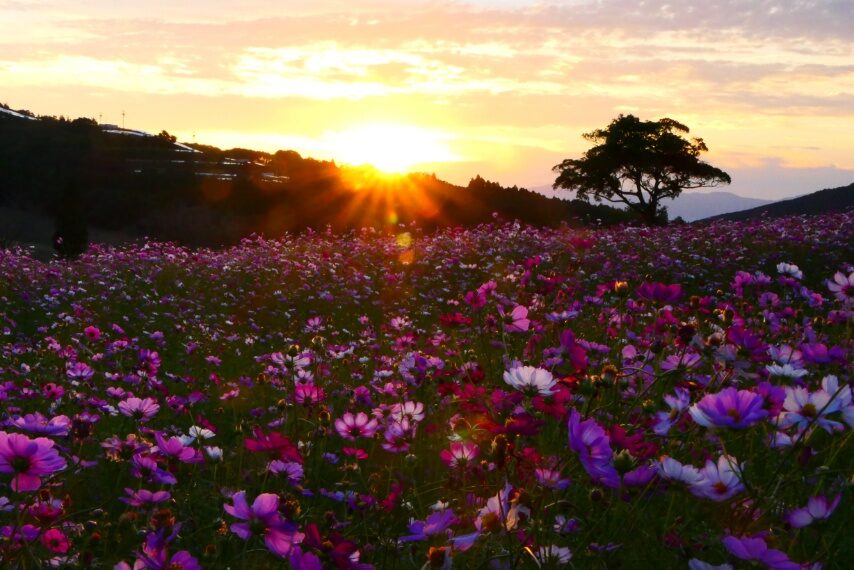 高千穂牧場のコスモスと、ご来光