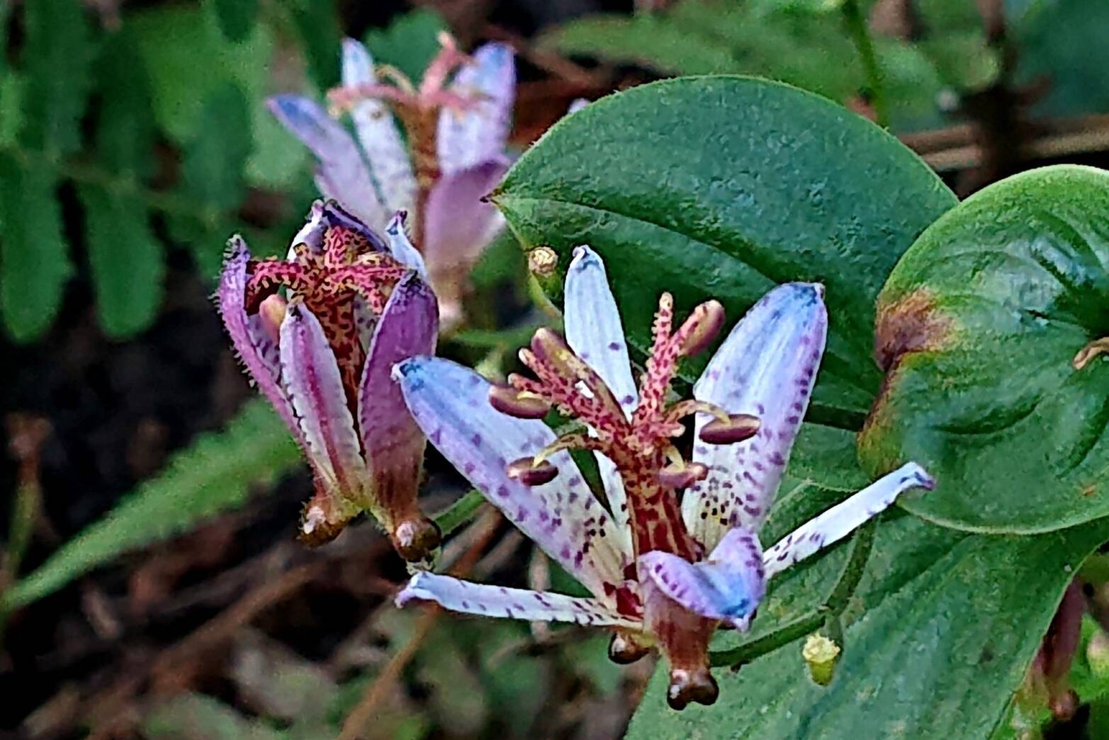 タイワンホトトギス