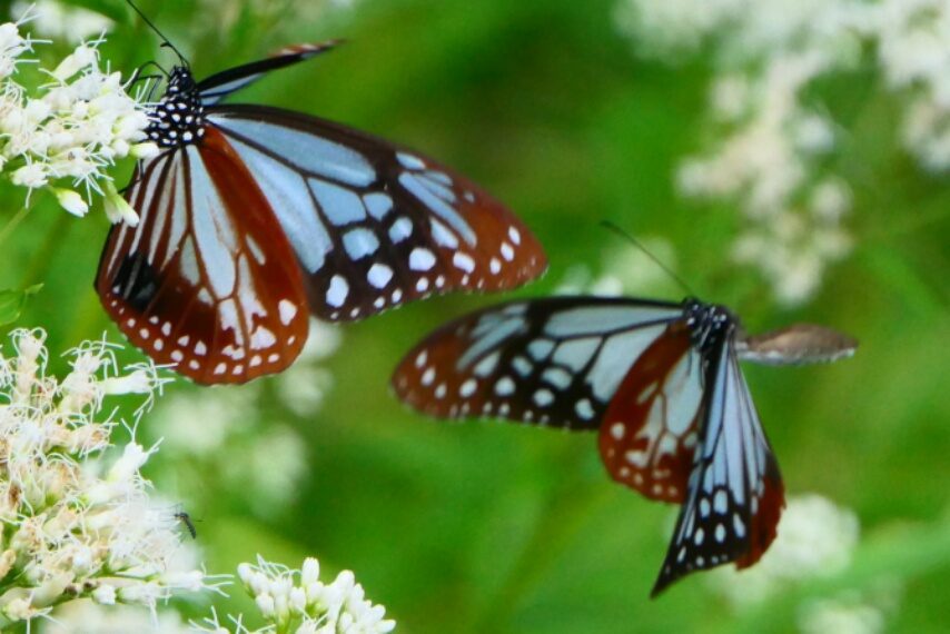 渡り蝶アサギマダラが乱舞-5