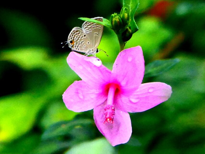 クロマダラソテツシジミ