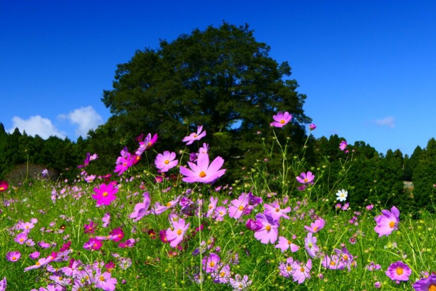 上場高原のコスモス②