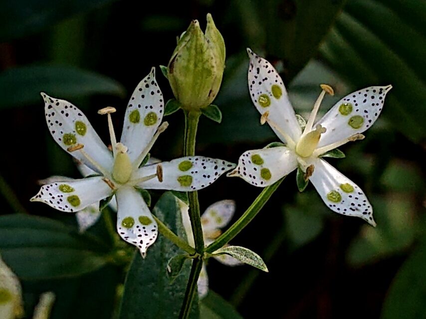 アケボノソウ②