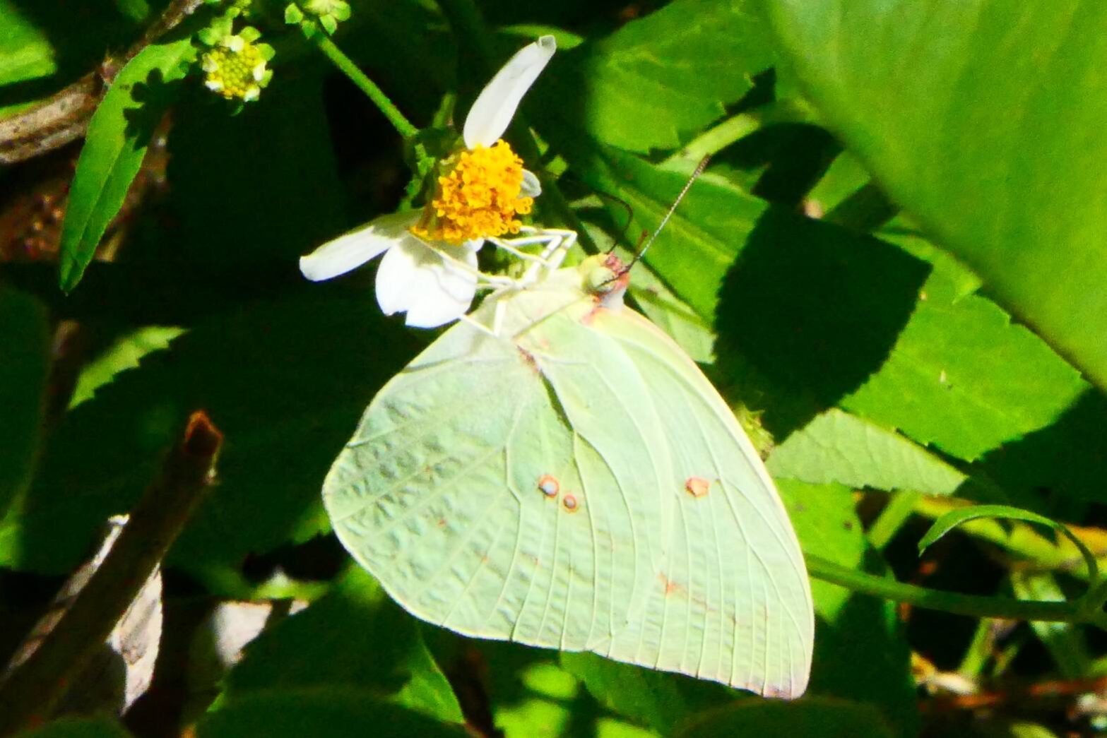 ウスキシロチョウ