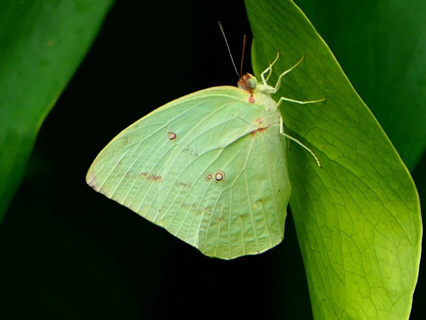 ウスキシロチョウ