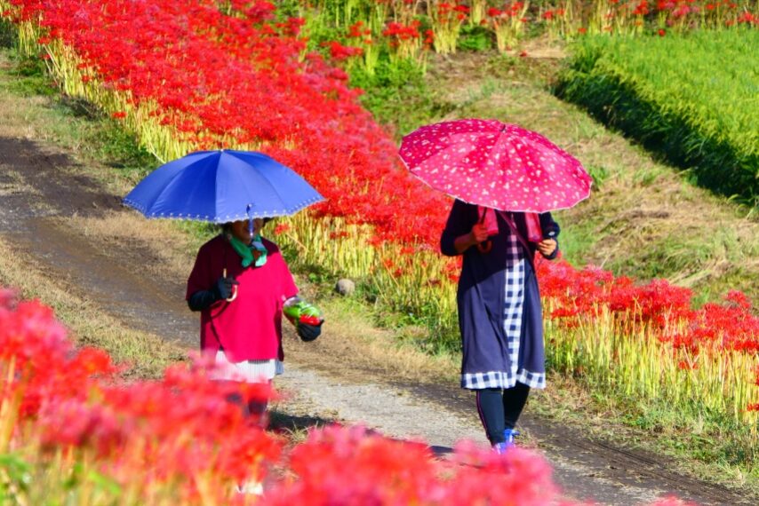 大口太田のヒガンバナ⑤