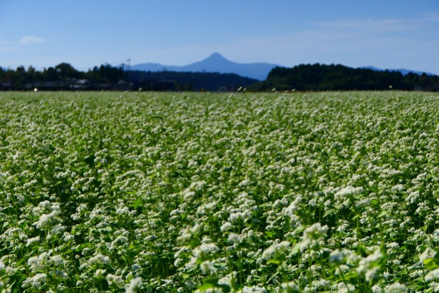 南さつま市金峰町のソバ