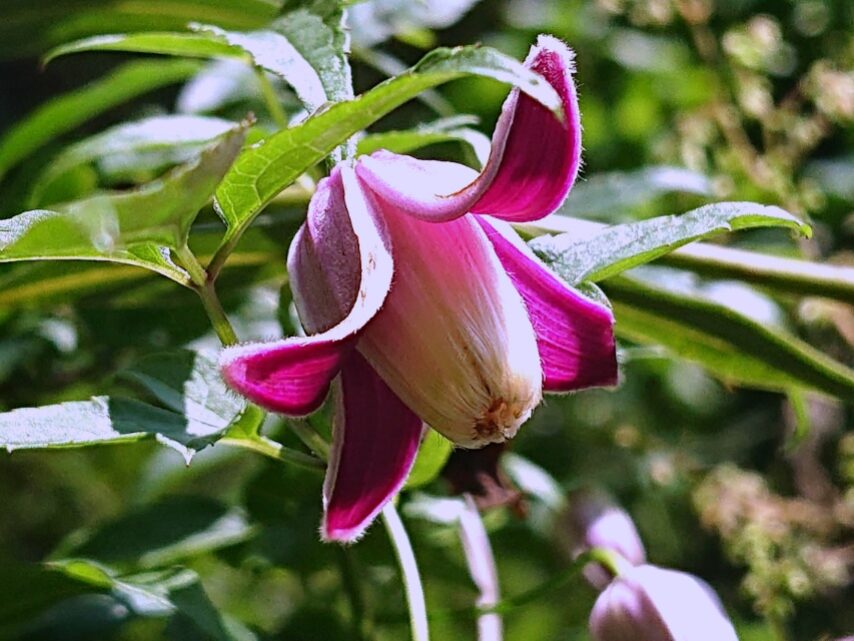 タカネハンショウヅル